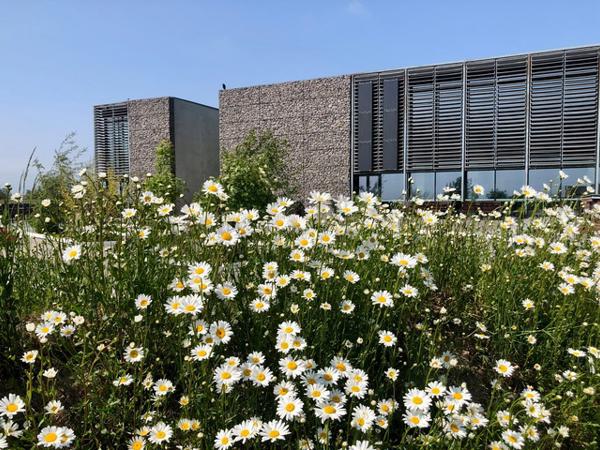 Engen er blomstret op — kom og se bestøverne
