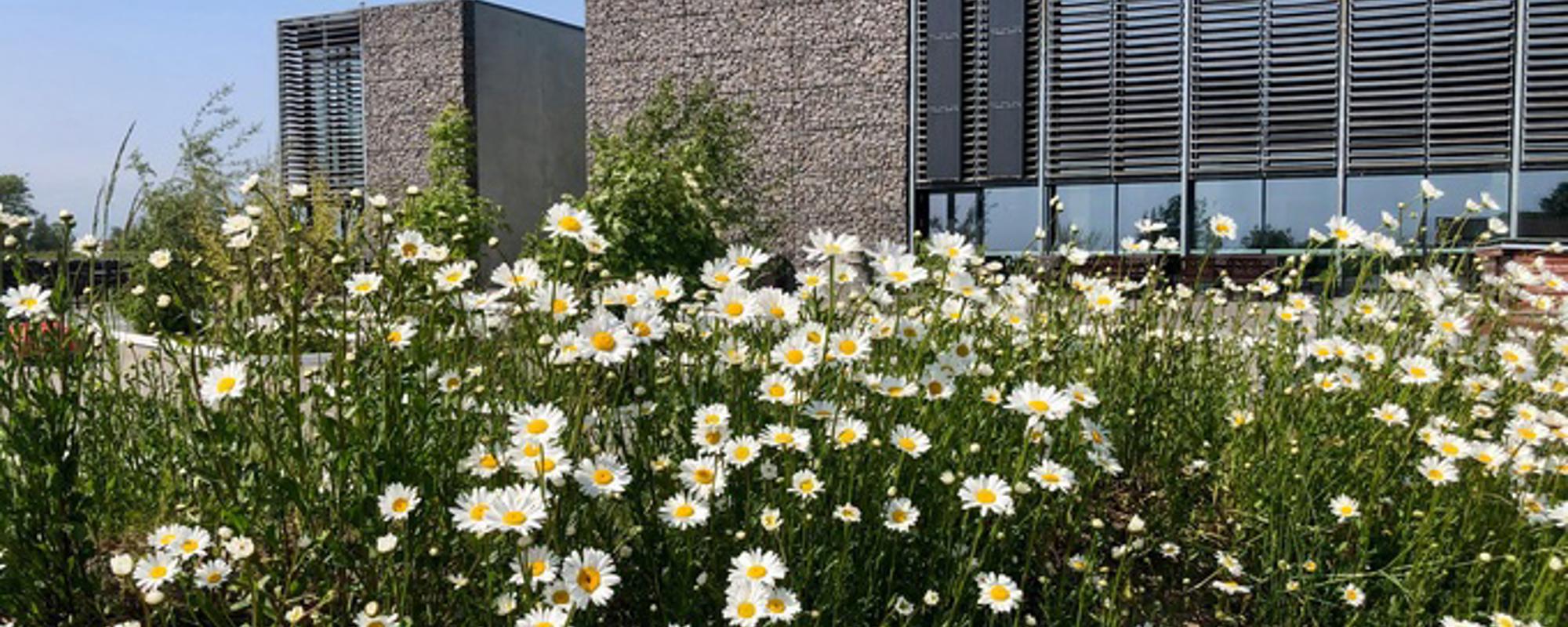 Engen er blomstret op — kom og se bestøverne